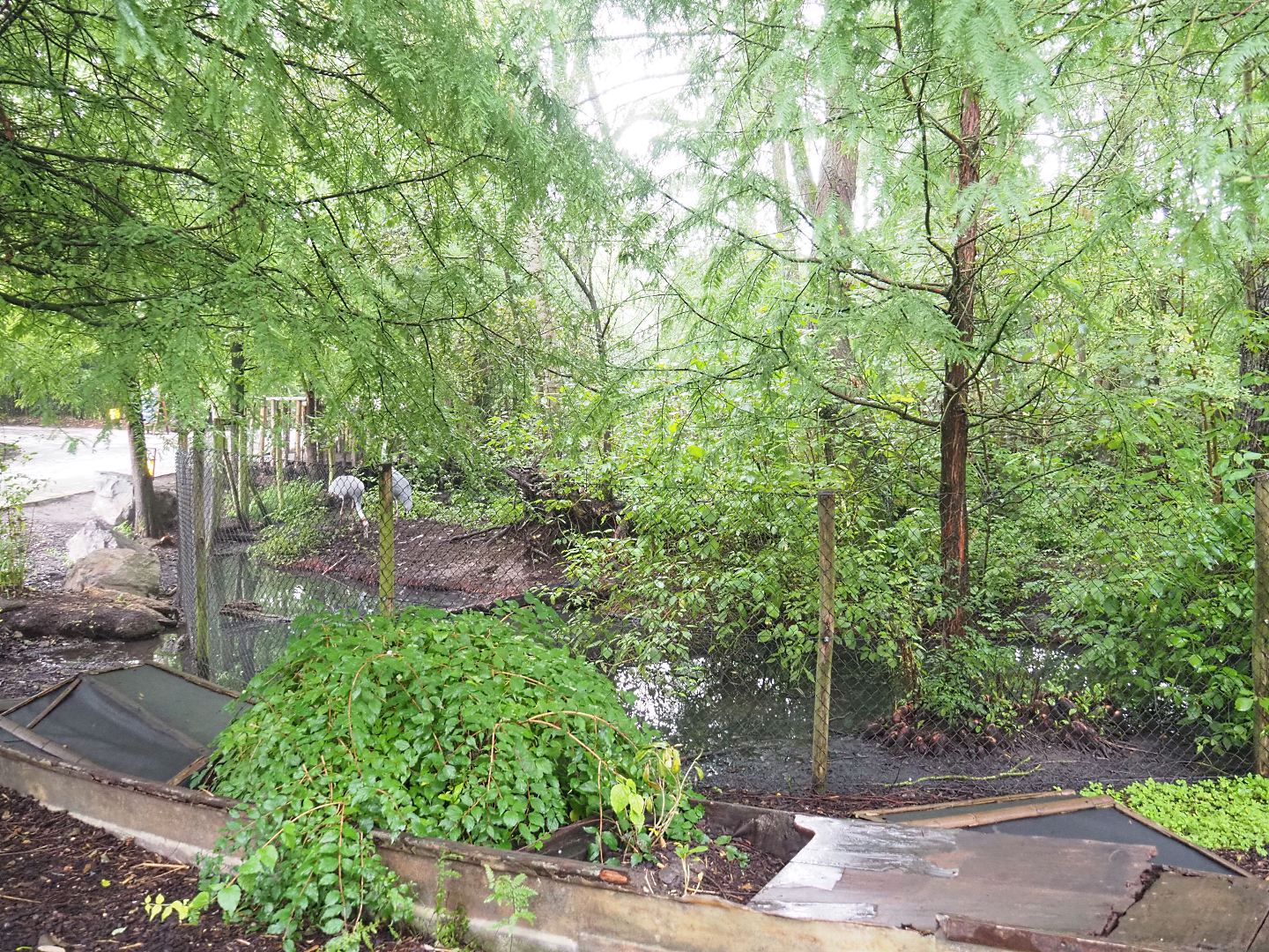 Sarus crane exhibit, 2022-09-15