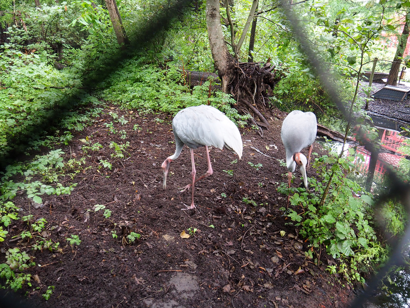 Sarus crane exhibit, 2022-09-15