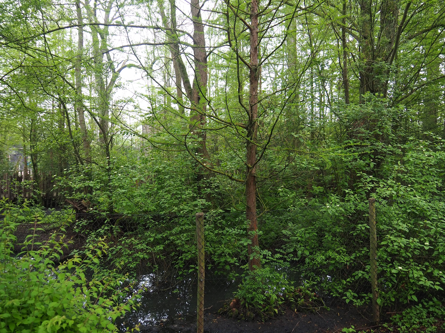 Sarus crane exhibit, 2023-05-15