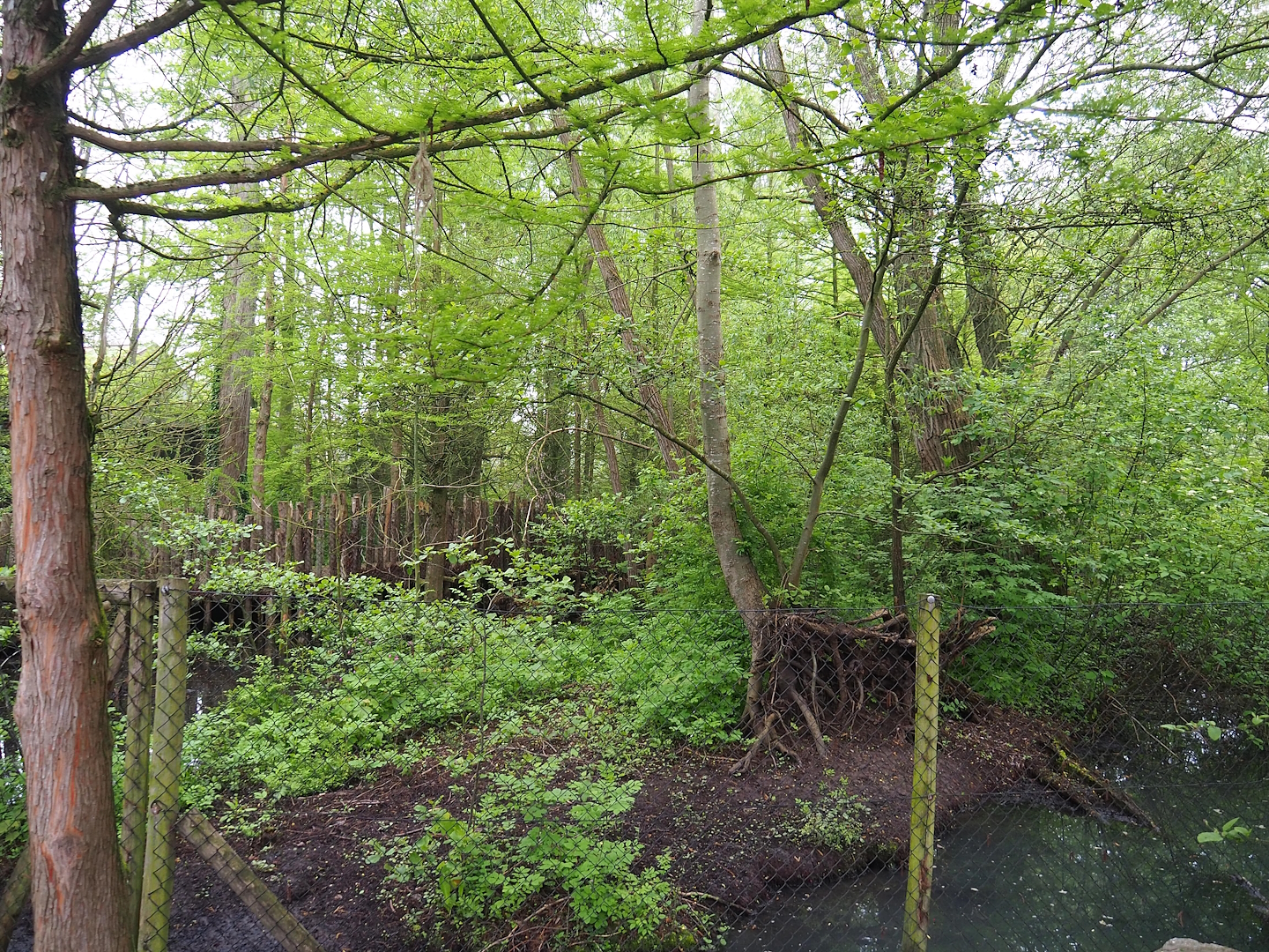 Sarus crane exhibit, 2023-05-15