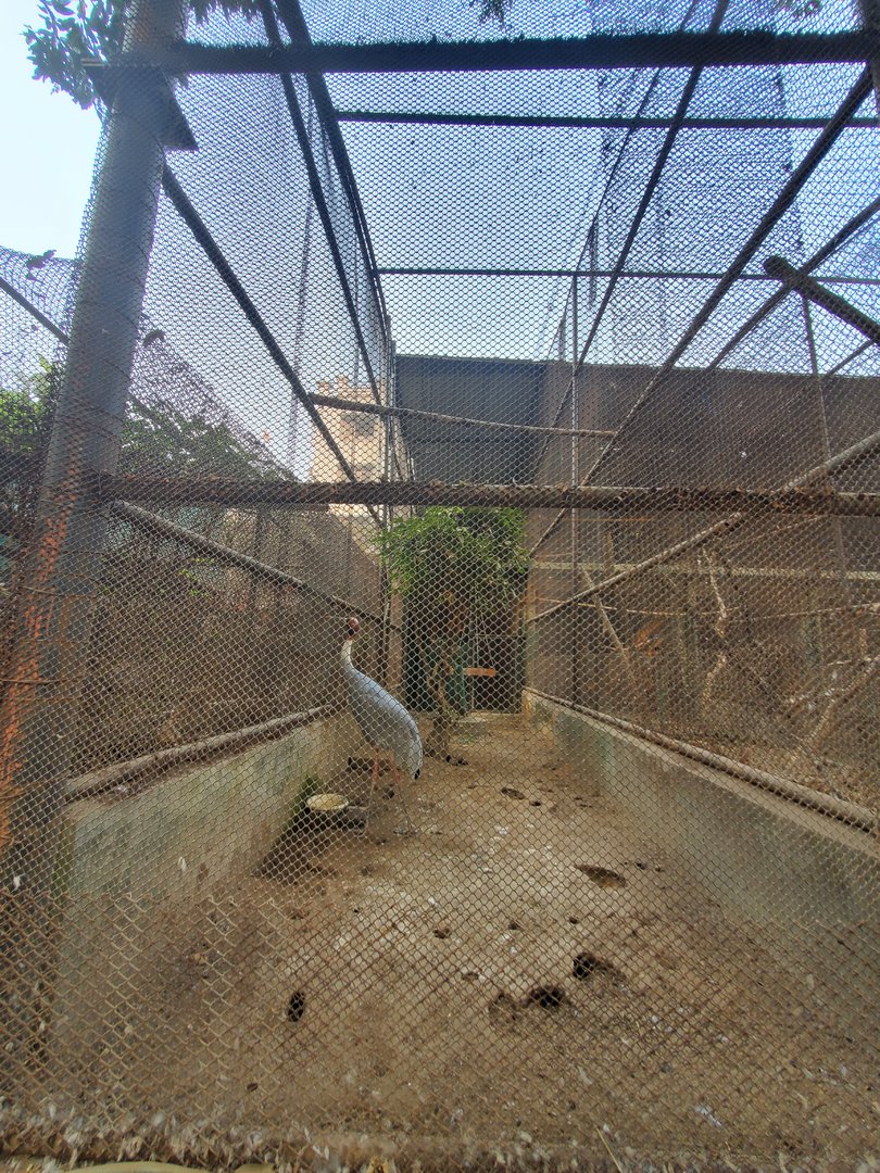 Sarus Crane Exhibit - January 2023