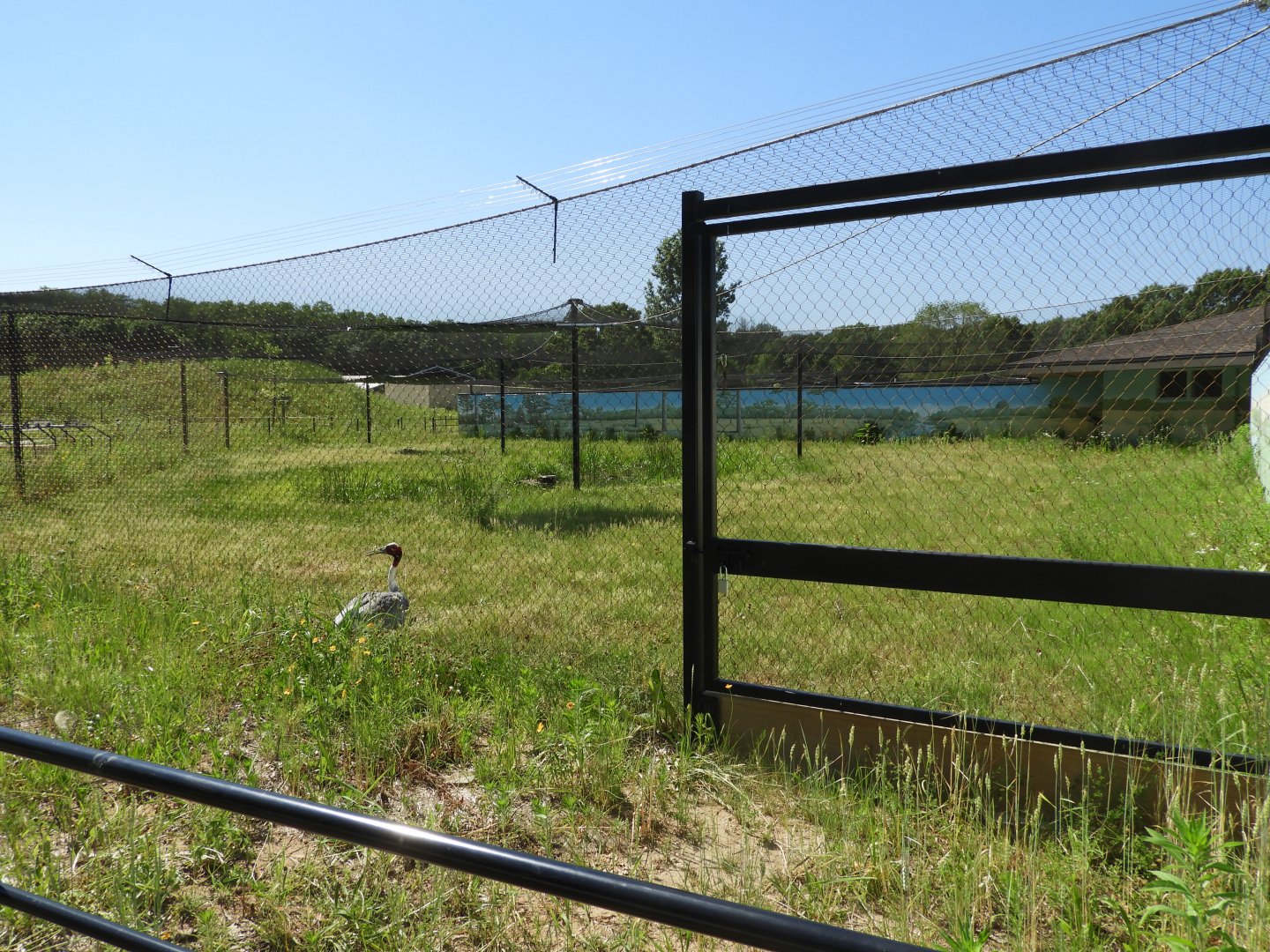 Sarus Crane exhibit - New in 2021