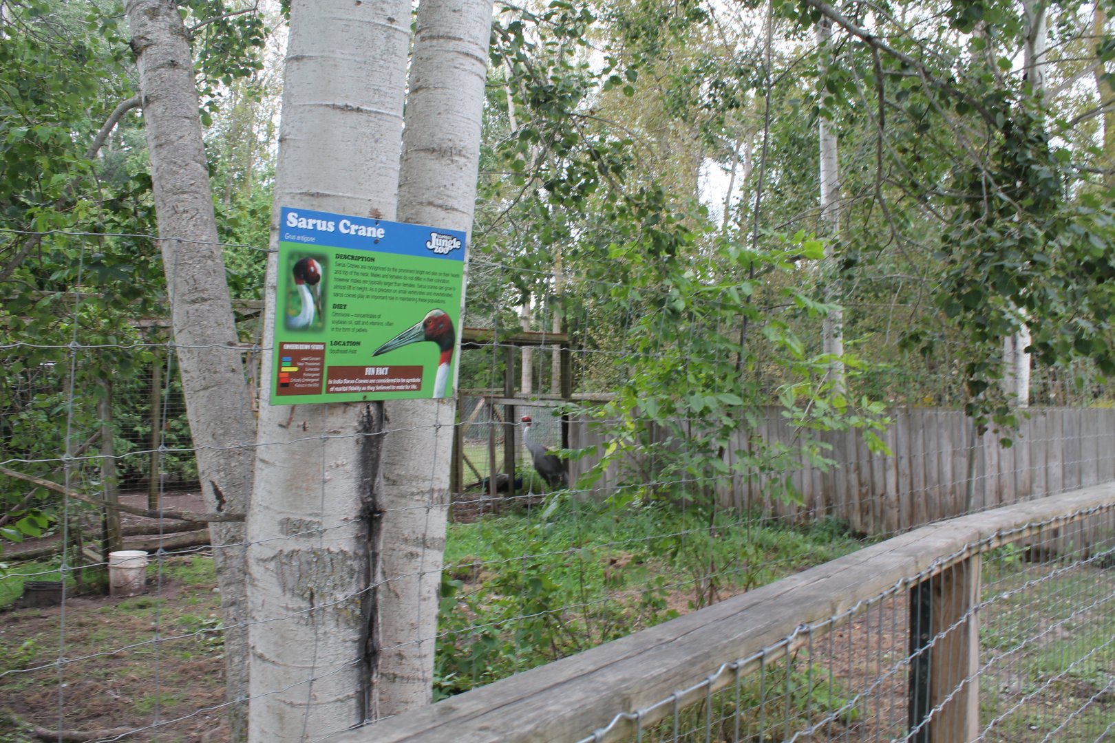Sarus crane exhibit