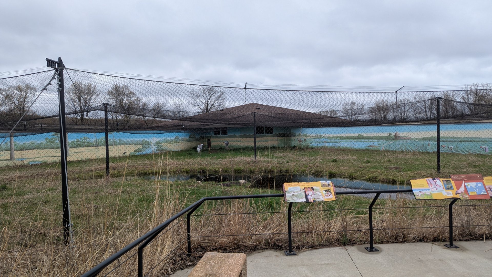 Sarus crane exhibit