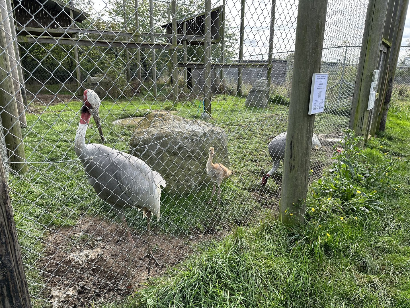 Sarus Crane Family at Hamerton Zoo Park (October 2023)