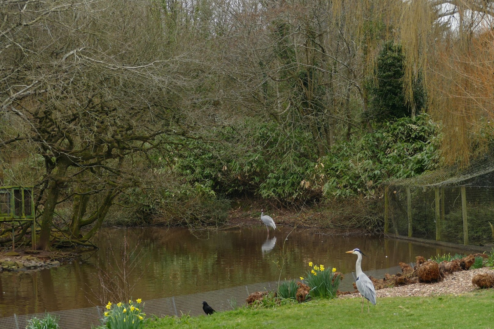 Sarus Crane, February 2022