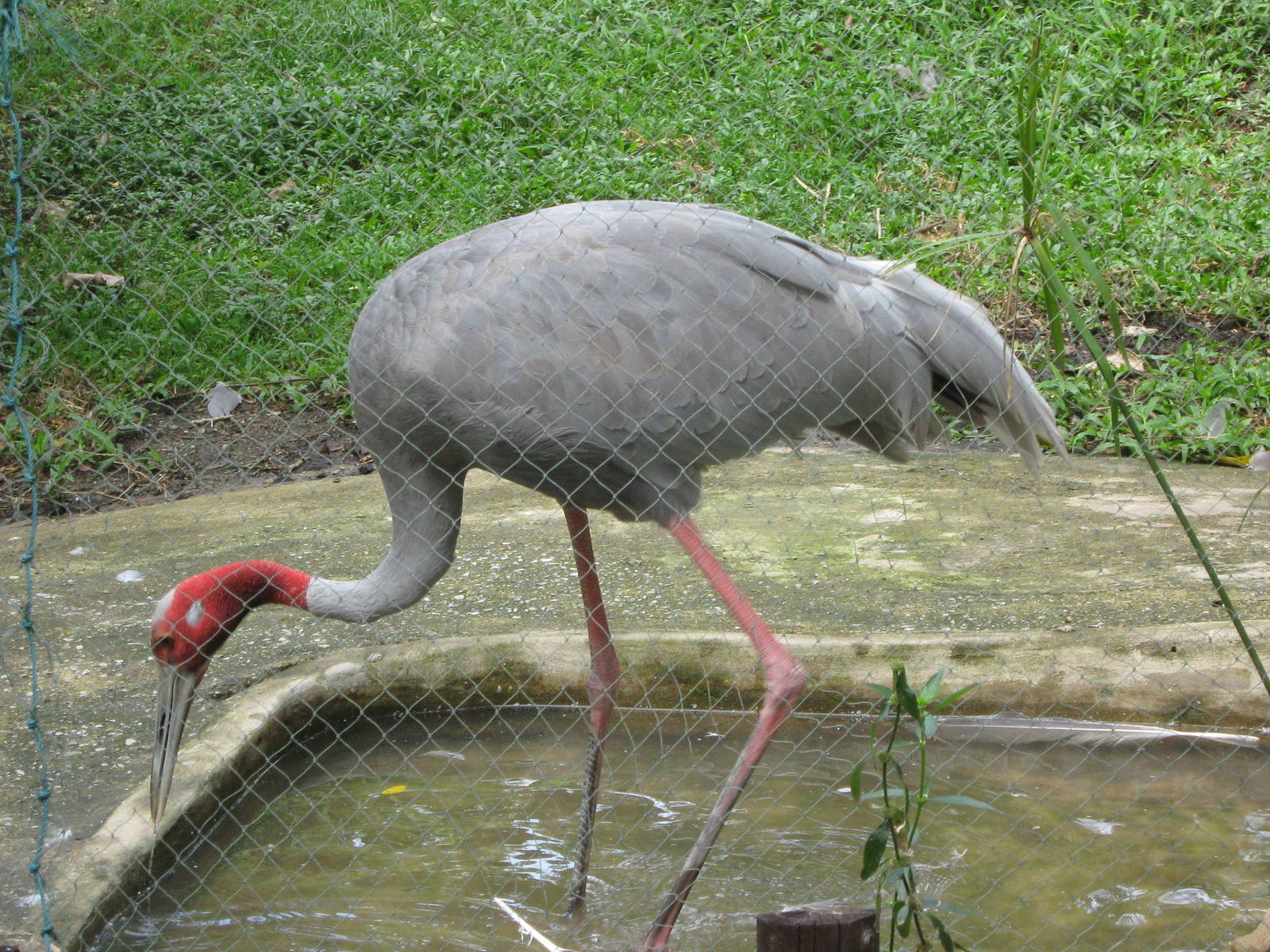 sarus crane (Grus antigone sharpii)