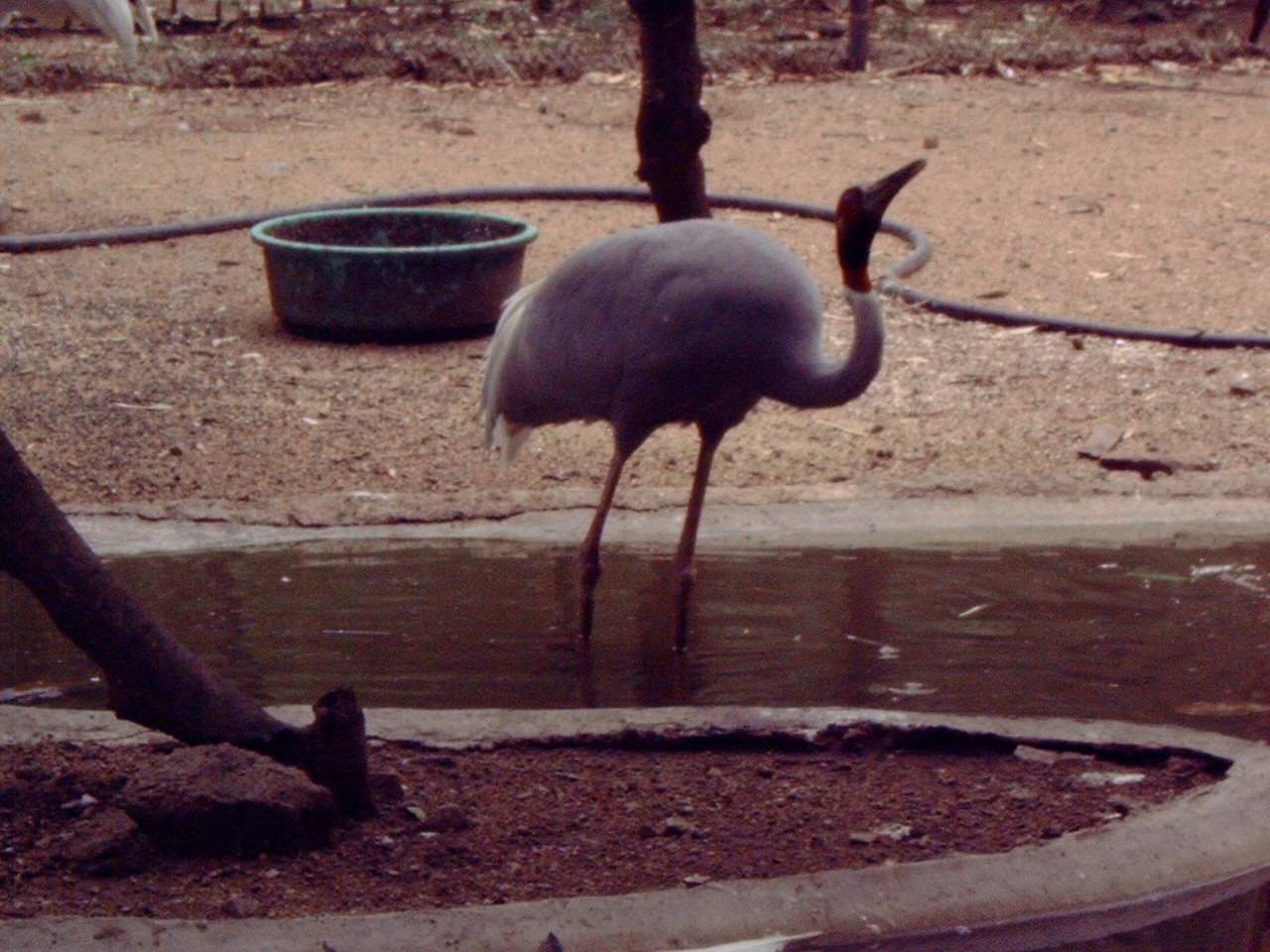 Sarus Crane (Grus antigone)
