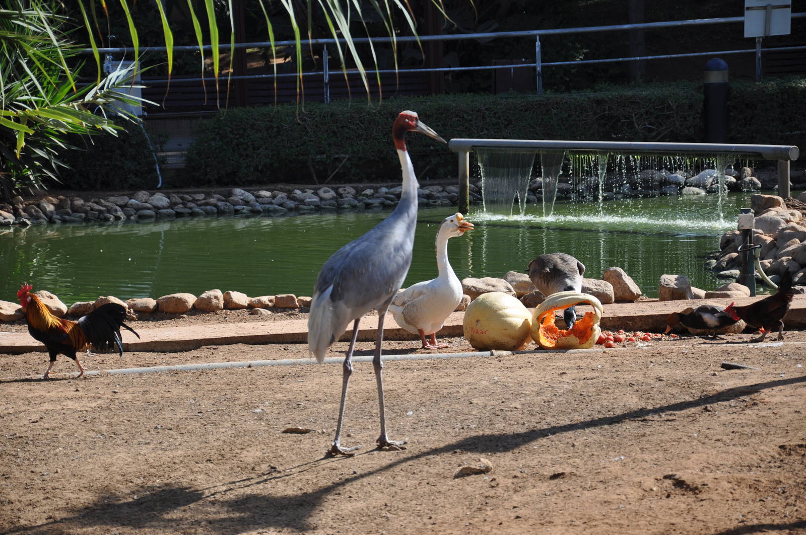 Sarus crane/ Grus antigone