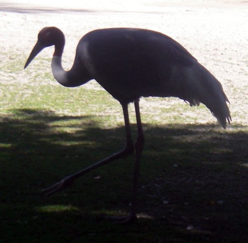 Sarus Crane (Grus antigone)