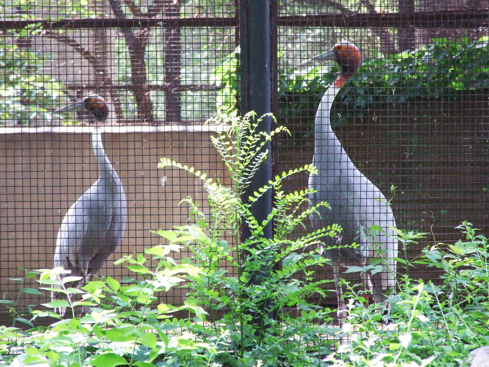 sarus crane (Grus antigone)