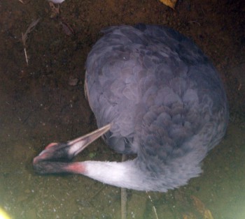 Sarus crane (Grus antigone)