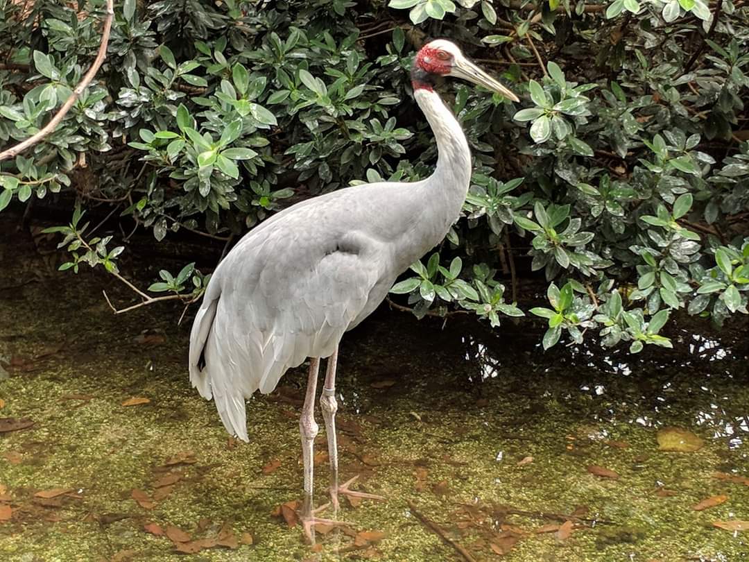 Sarus crane (Grus antigone)