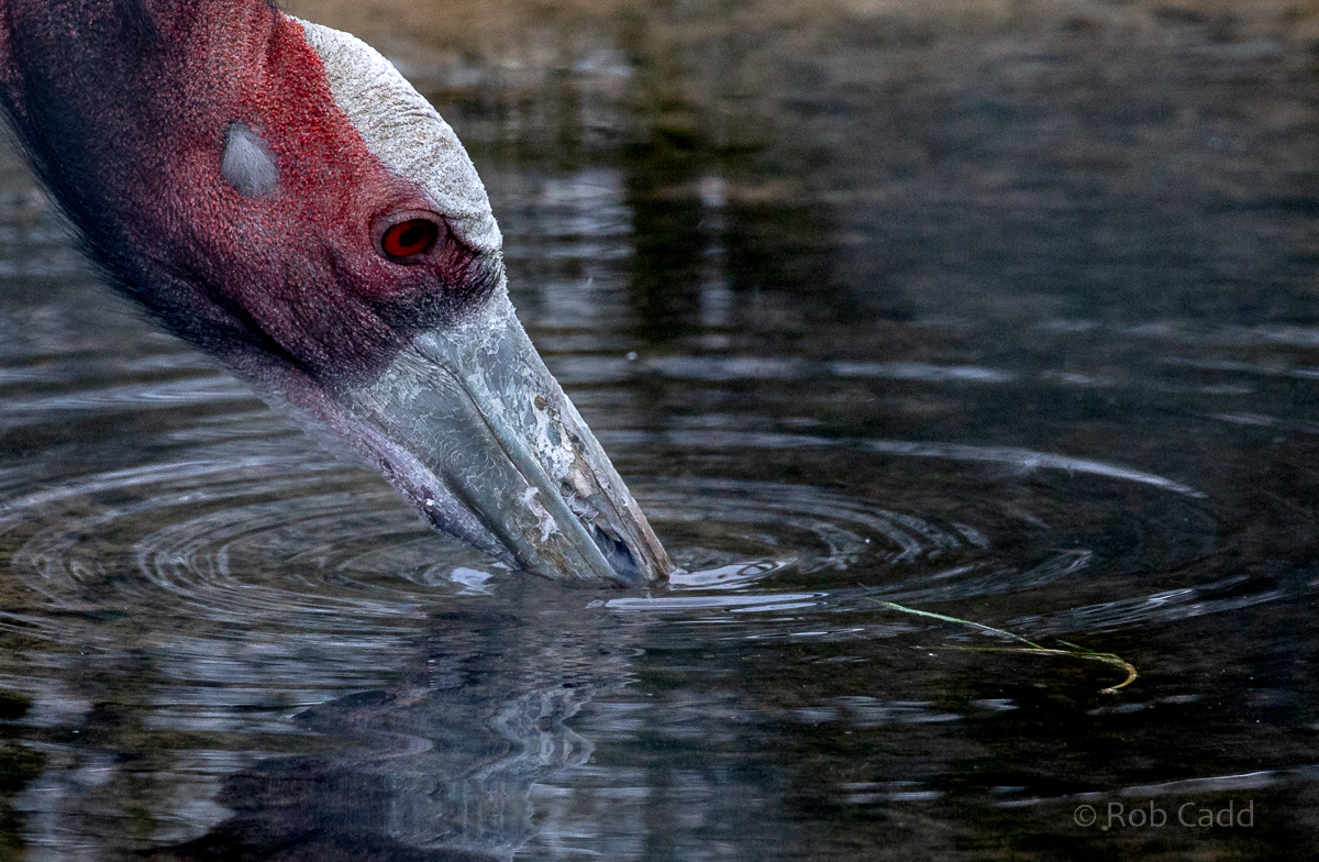 Sarus crane : Hamerton : 16 Feb 2019