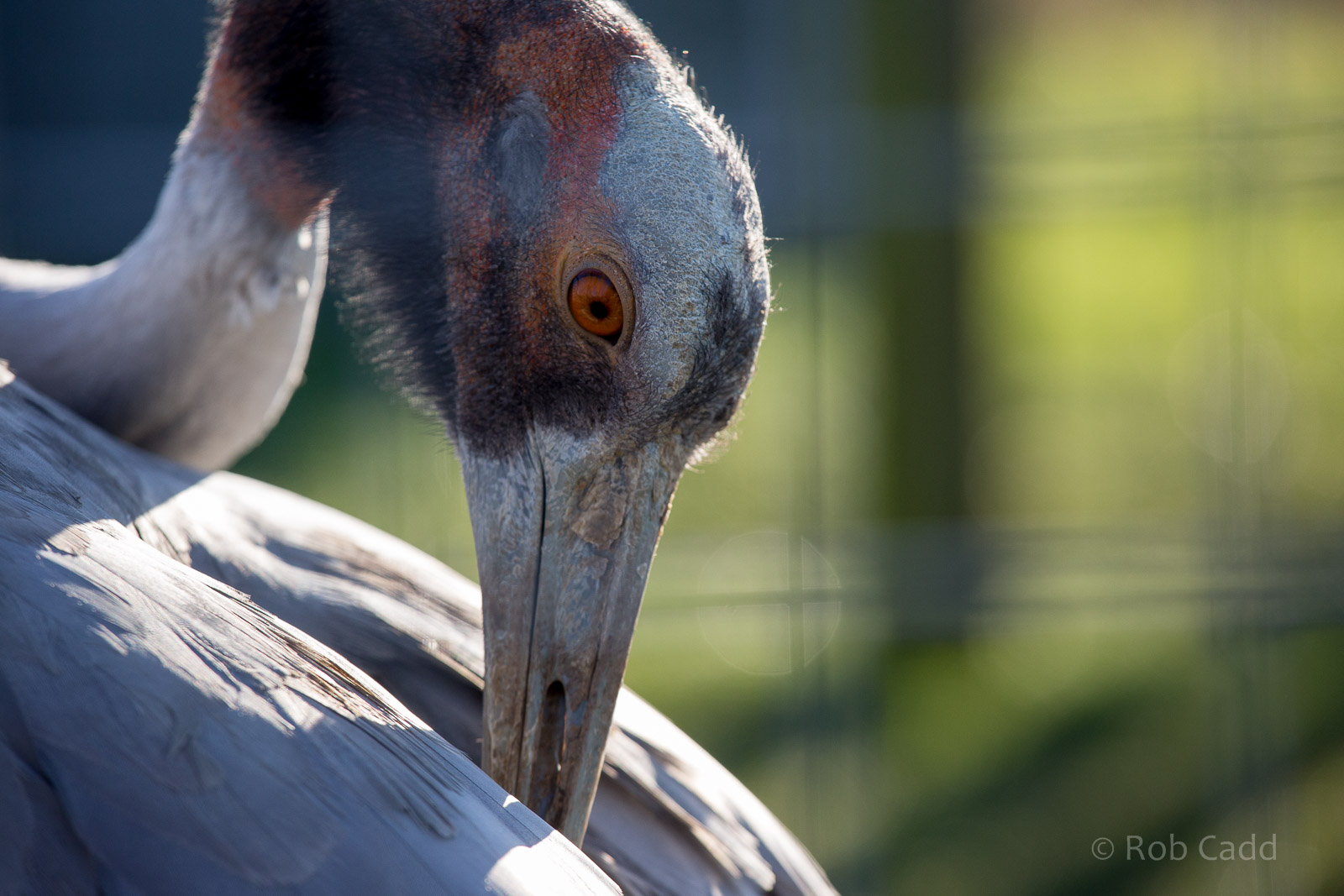 Sarus crane : Hamerton : 18 Jan 2015