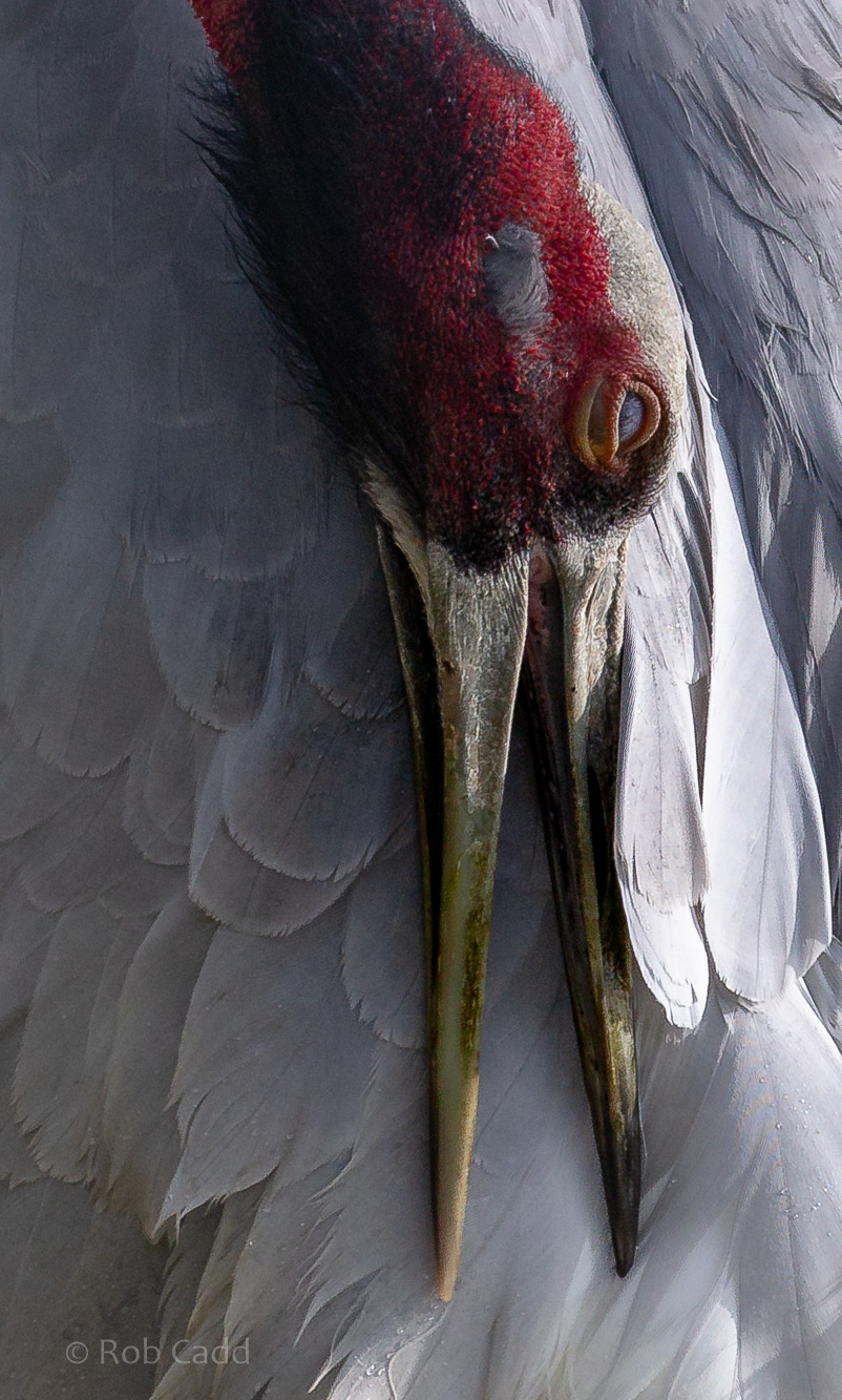 Sarus crane : Hamerton : 18 May 2018