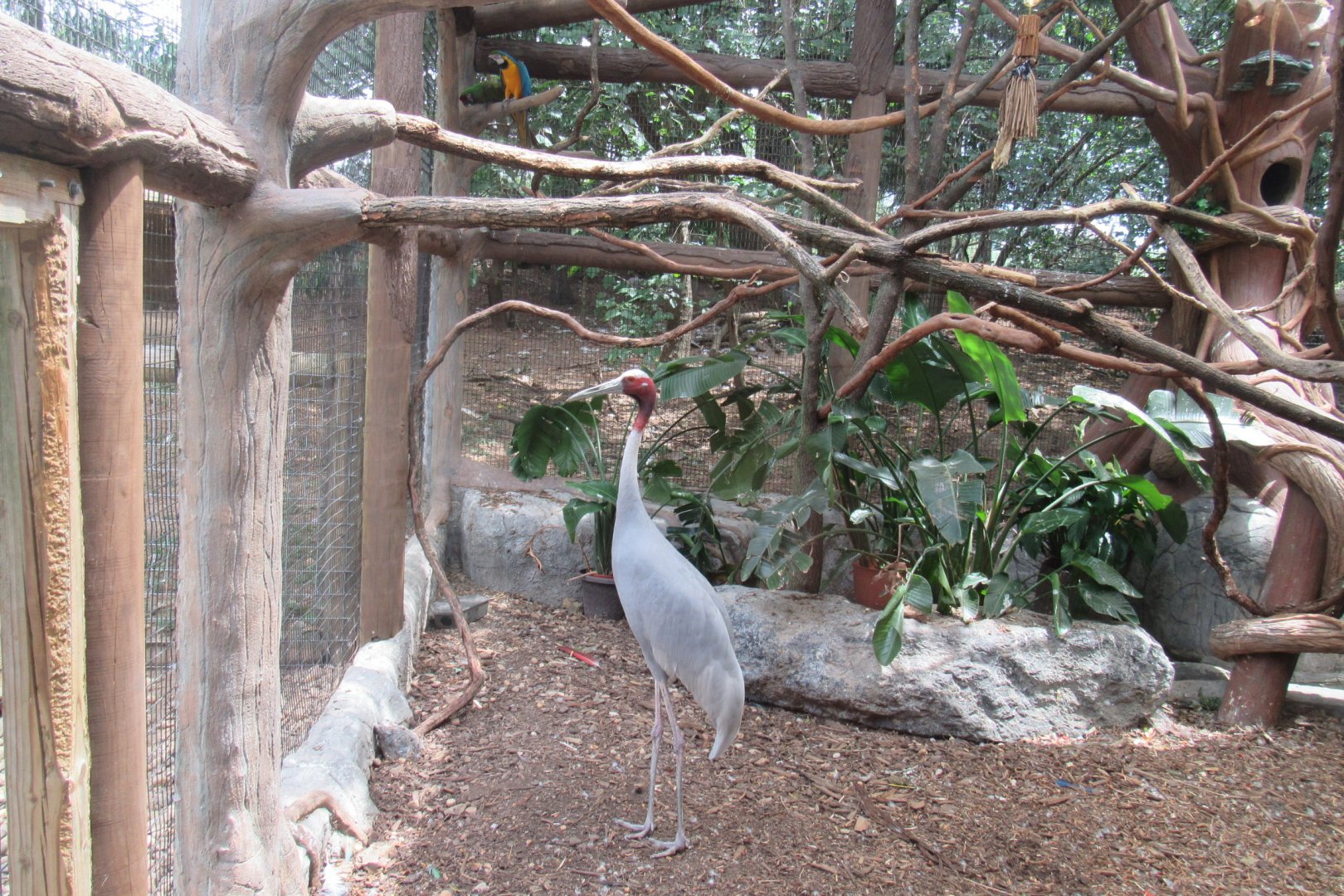 Sarus crane in macaw aviary