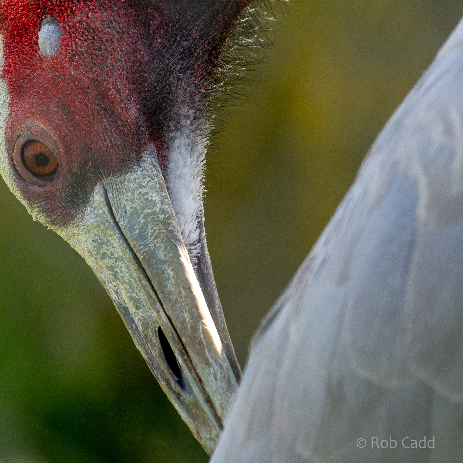 Sarus crane (Indian sarus crane) : Hamerton : 06 Sep 2020