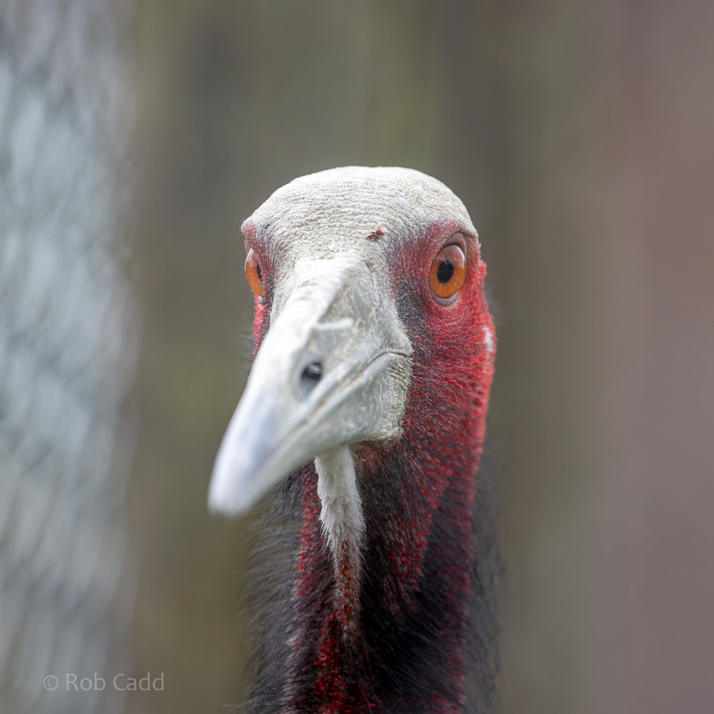 Sarus crane (Indian sarus crane) : Hamerton : 14 Jul 2019