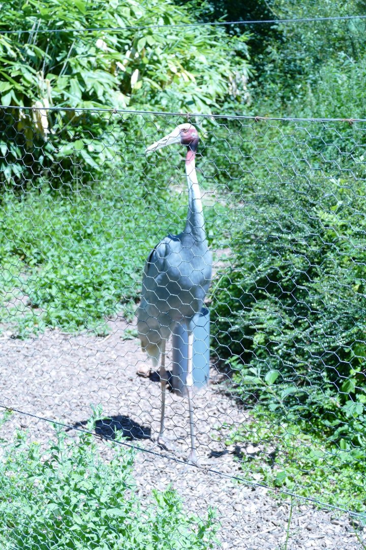 Sarus crane, July 2022