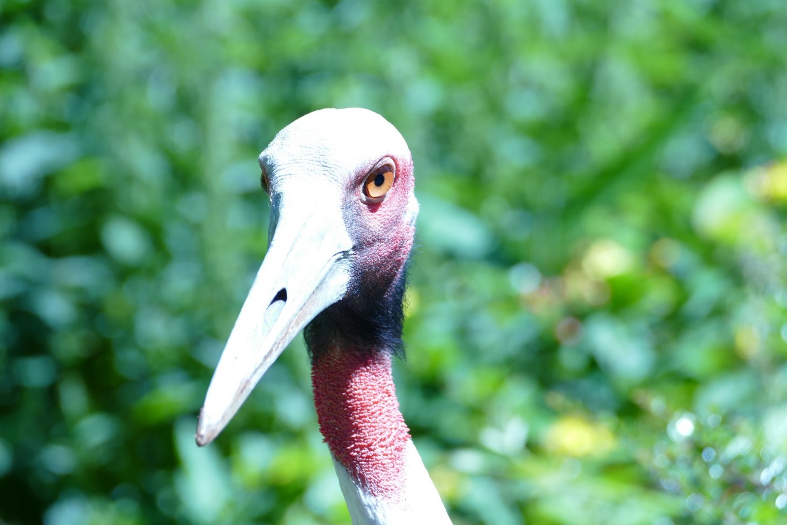 Sarus crane, July 2022
