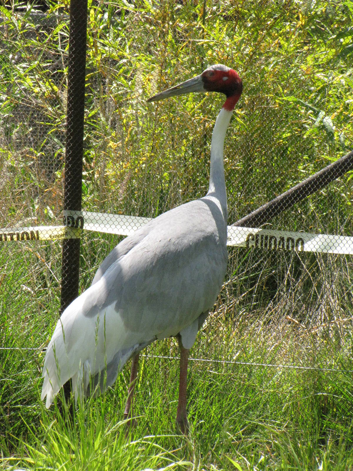Sarus Crane - Pachyderm Forest