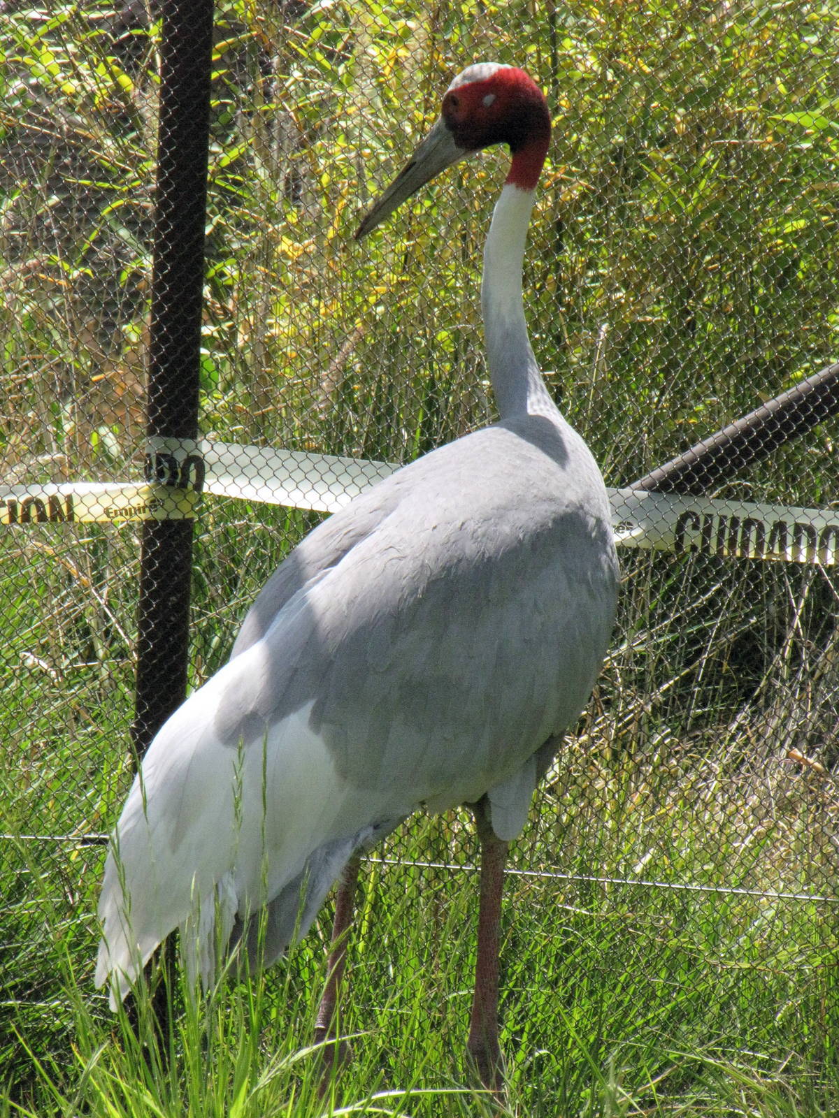 Sarus Crane - Pachyderm Forest
