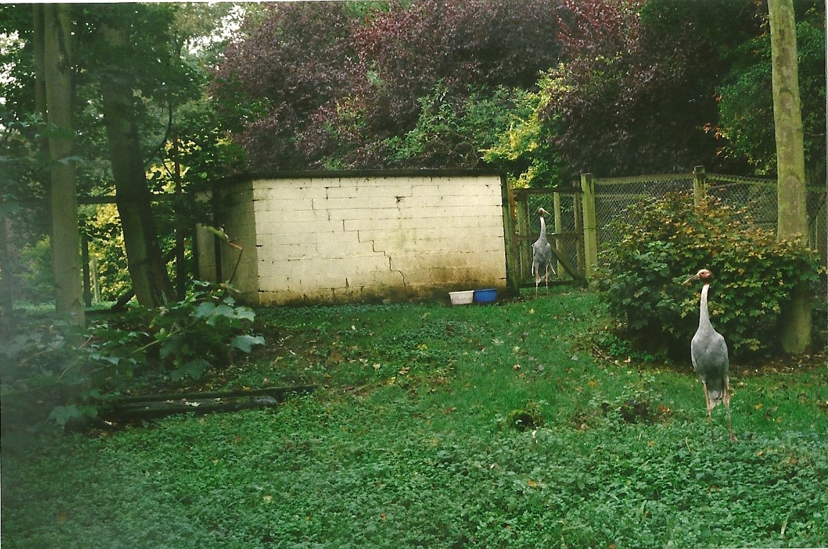 Sarus Crane paddock 23rd October 1999
