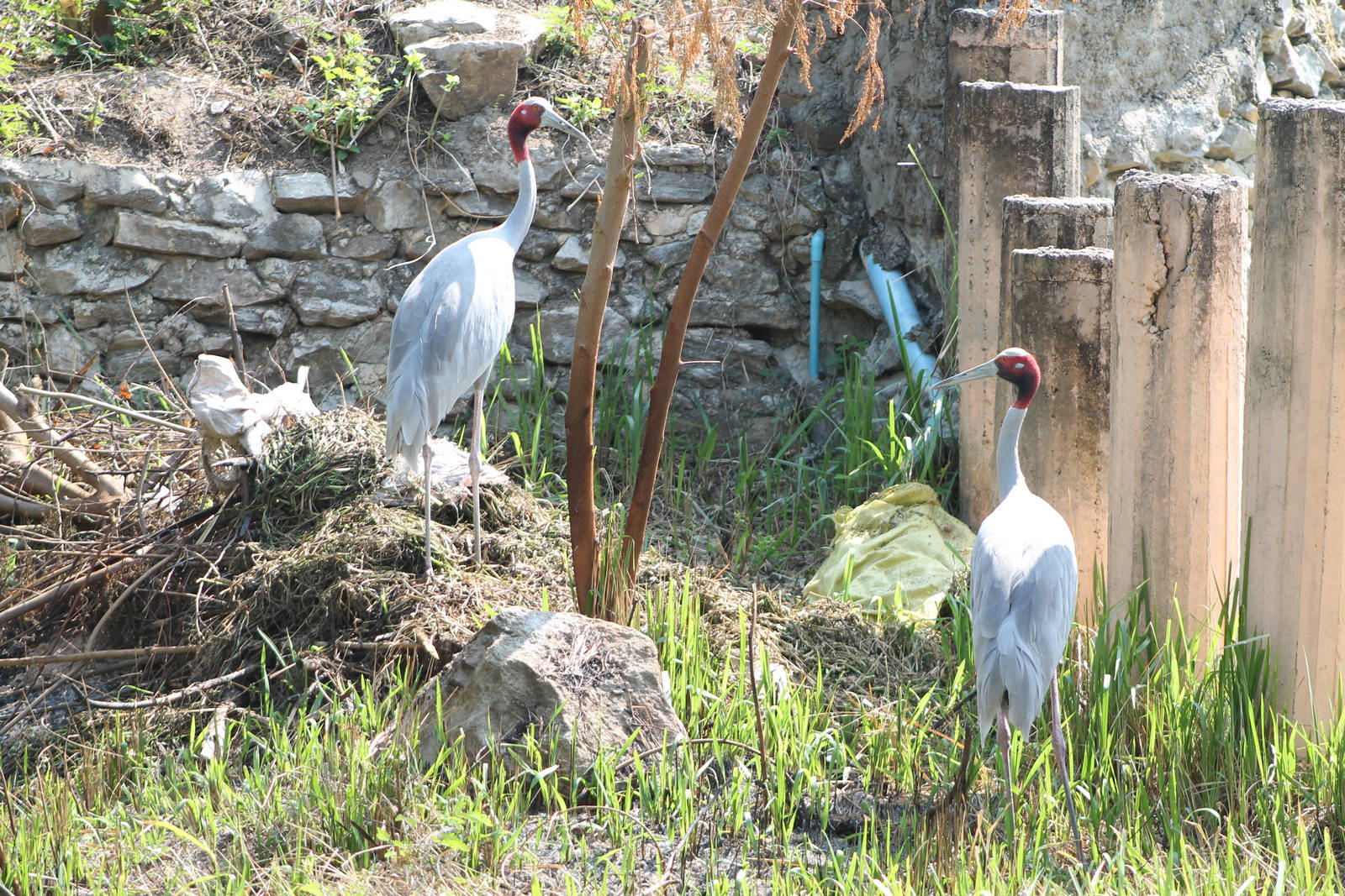 Sarus Crane pair (Grus antigone) at nest