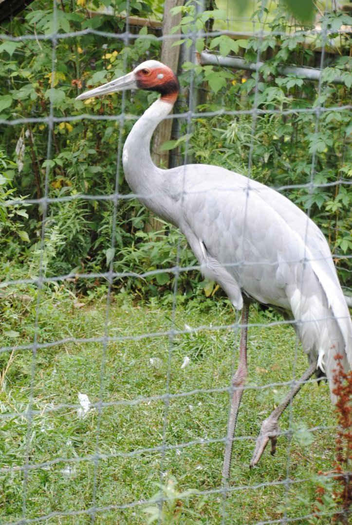 Sarus Crane (pedestrian section of the park)
