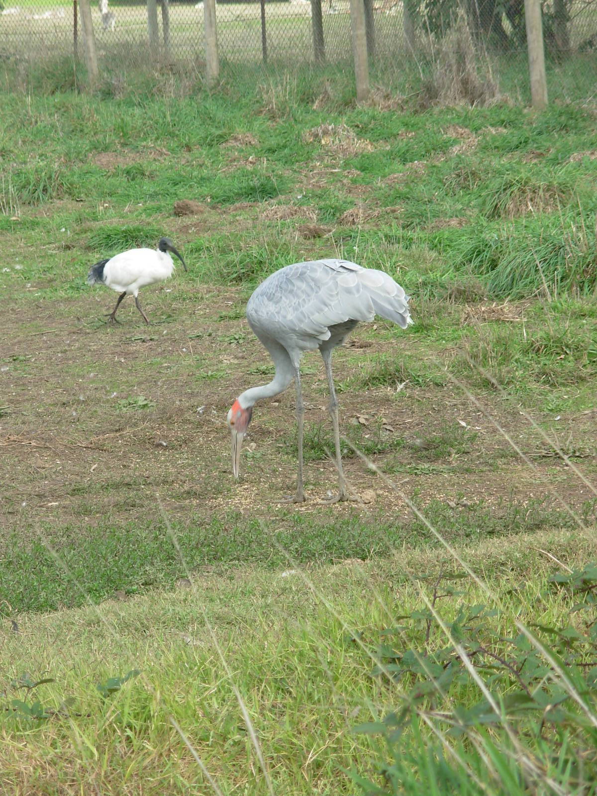 Sarus Crane - Phillip Island Wildlife Park