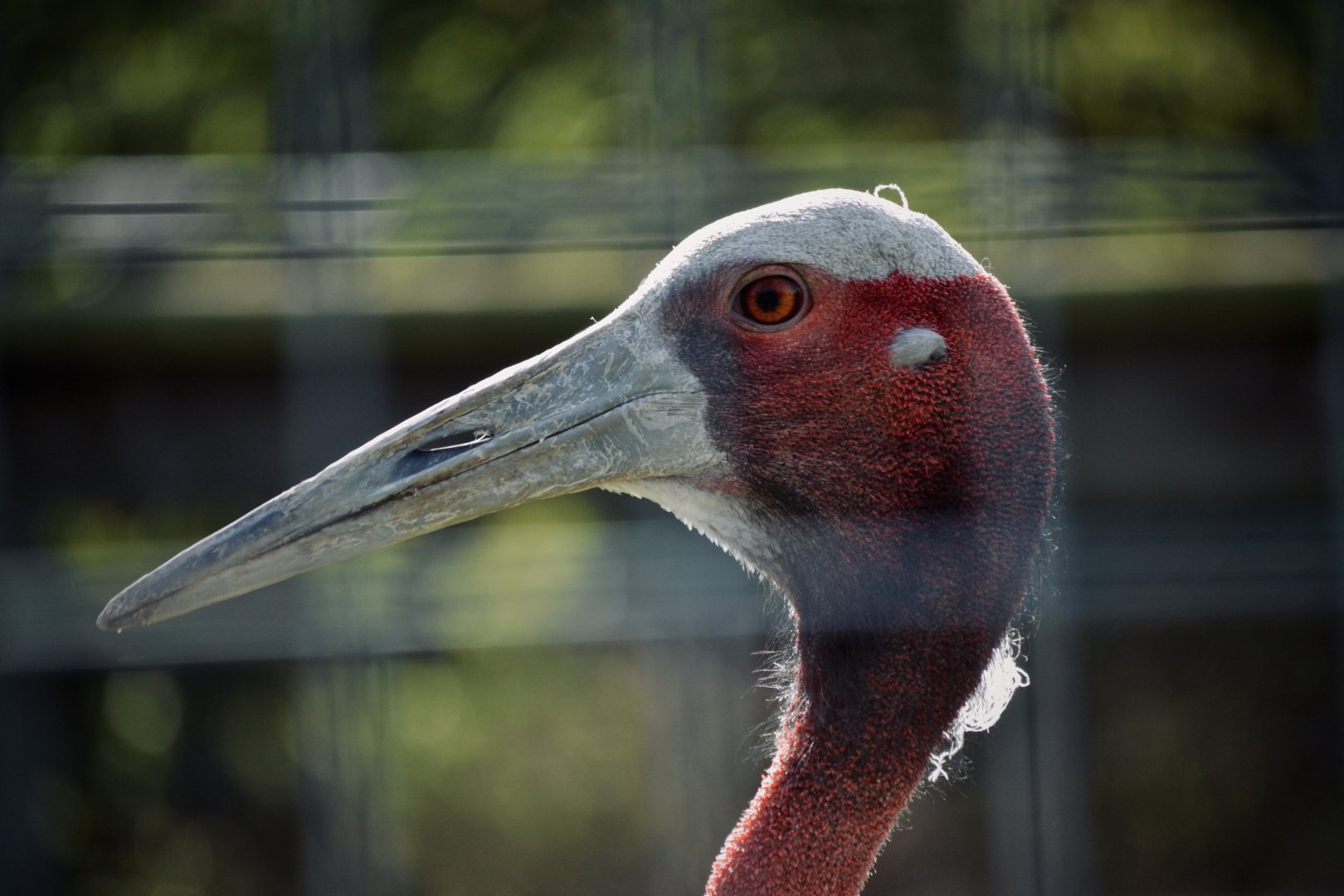 Sarus Crane - September 2020