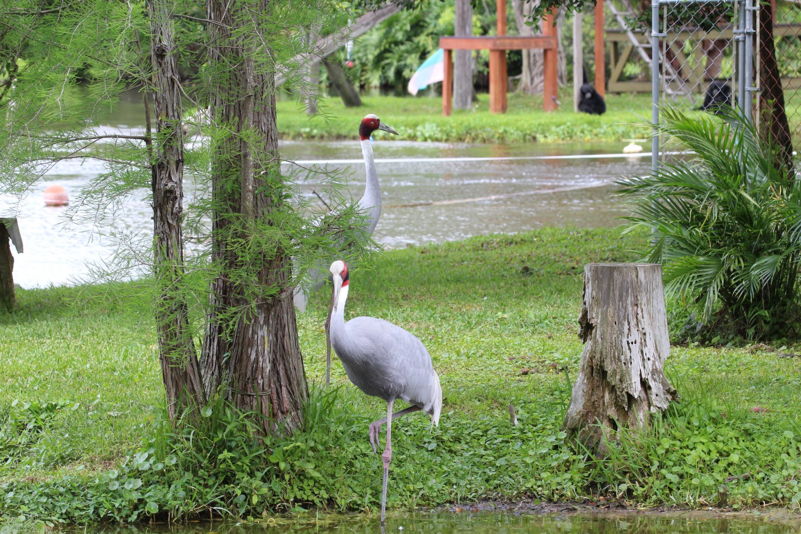 Sarus Crane & Siamang islands