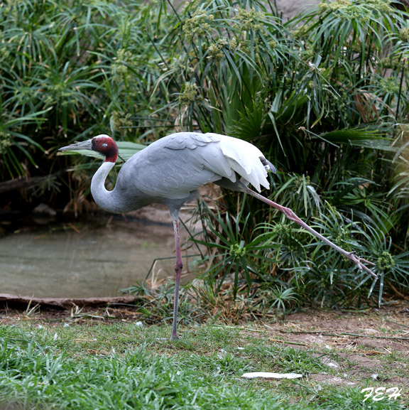sarus crane stretching