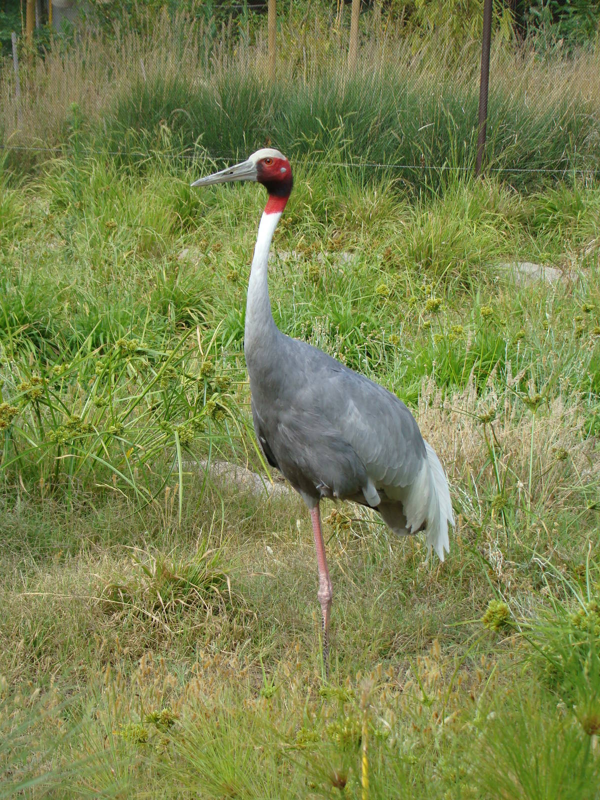 Sarus Crane