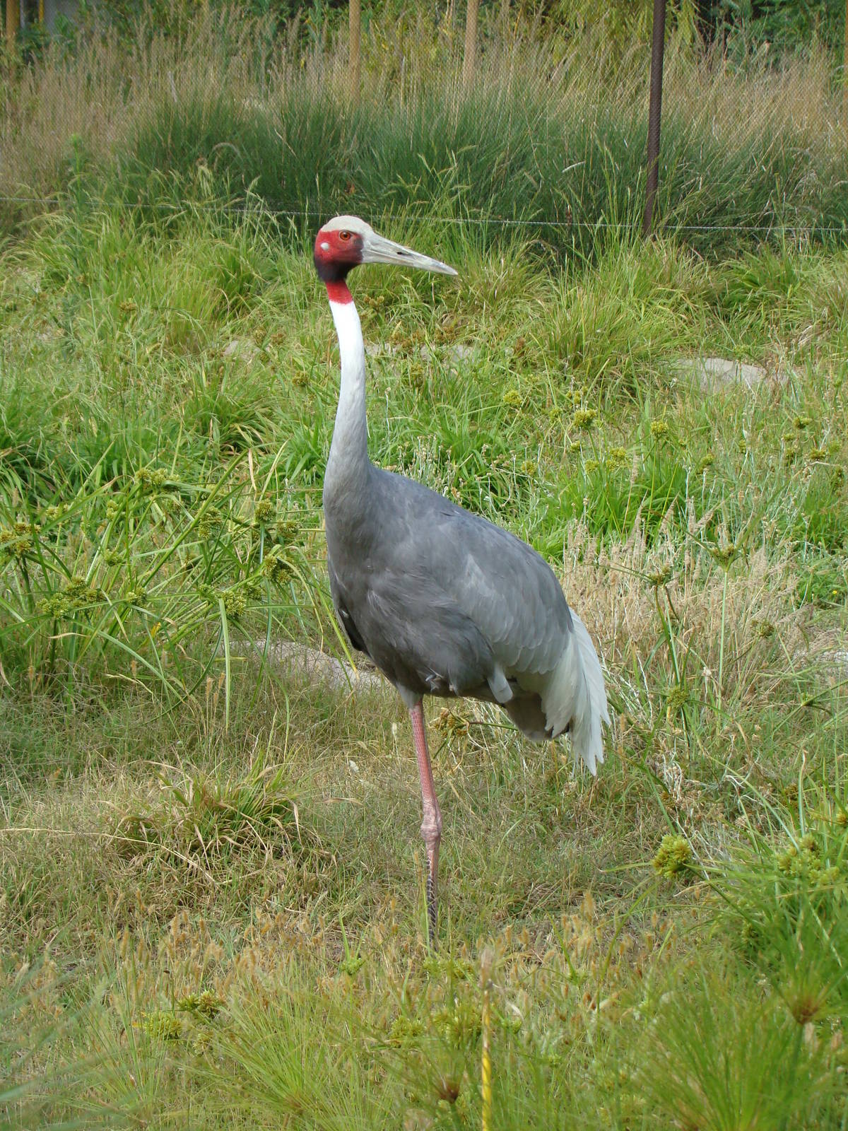 Sarus Crane