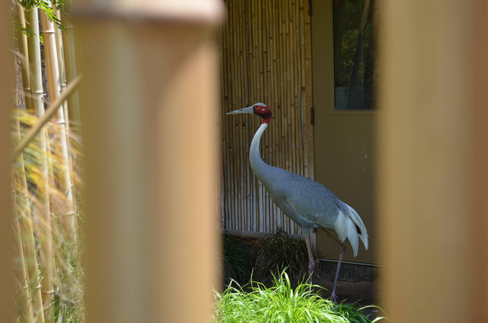 Sarus Crane