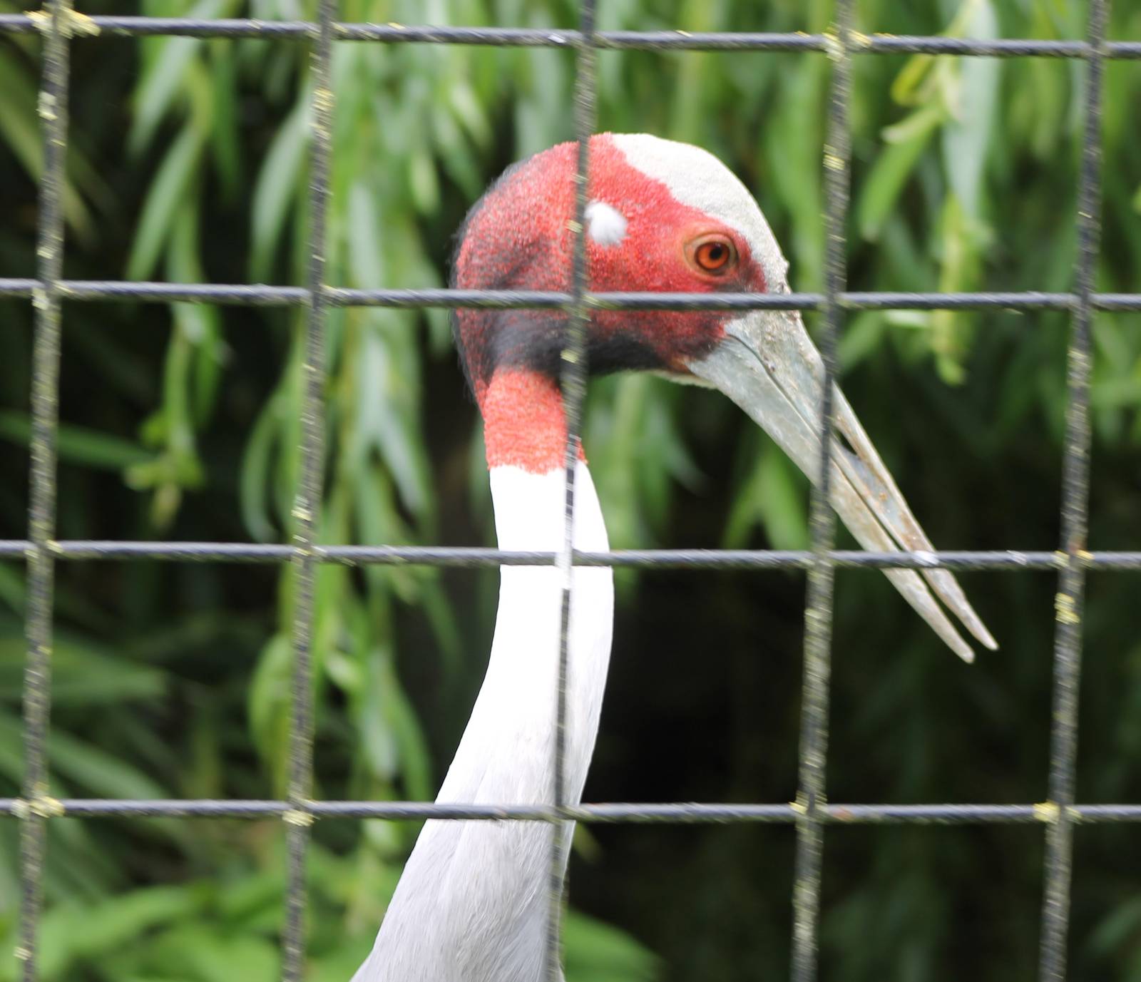 Sarus crane