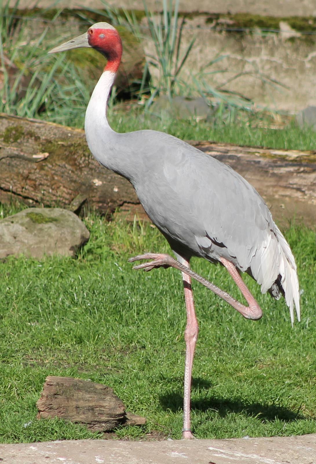 Sarus crane