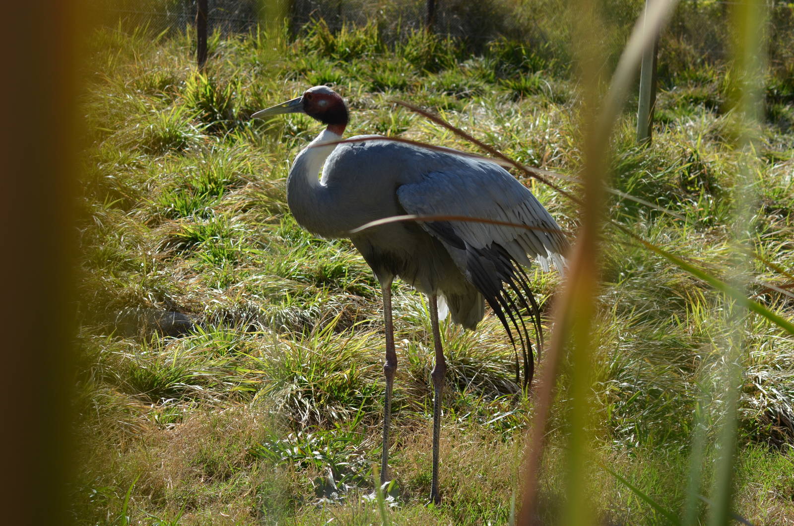 Sarus Crane