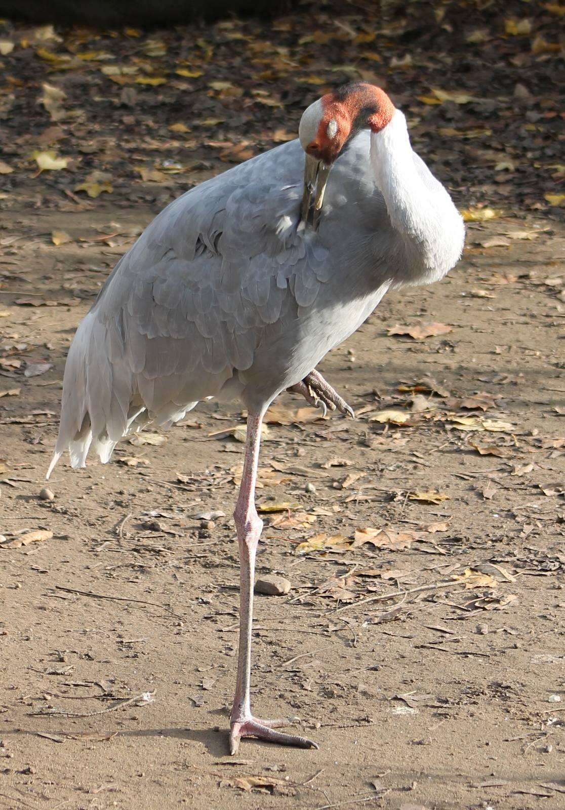 Sarus crane