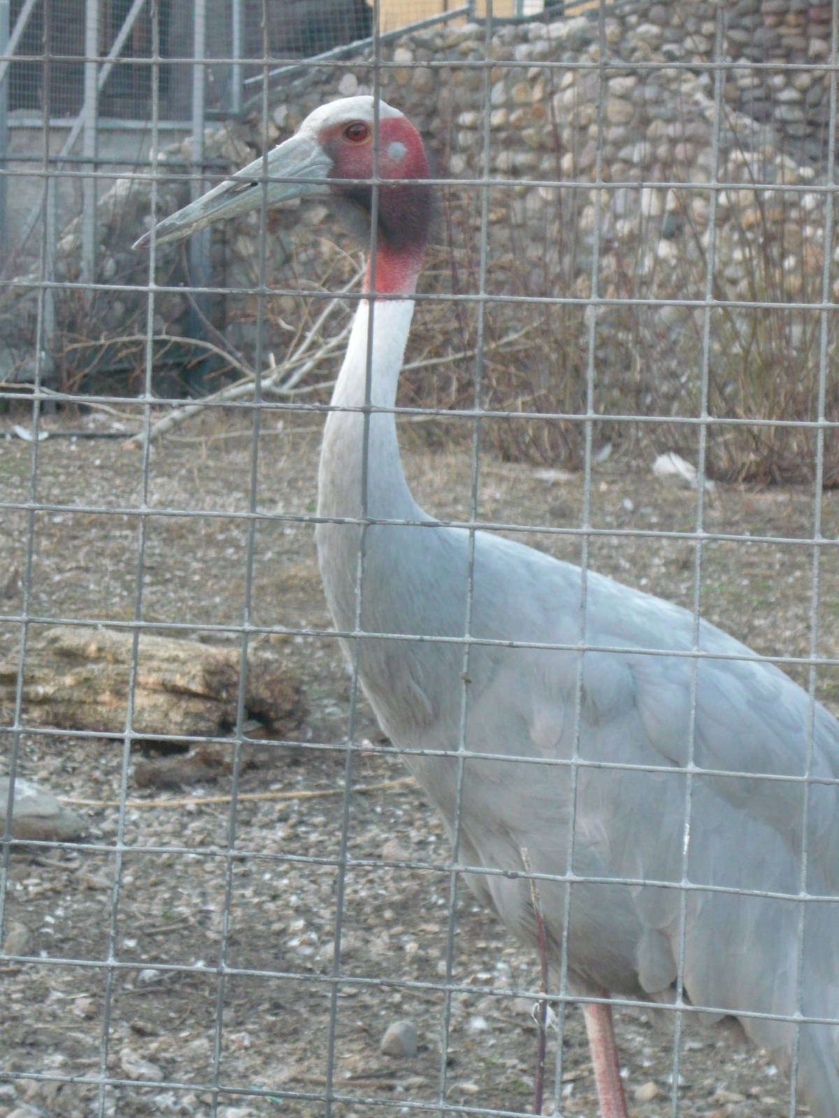 Sarus crane