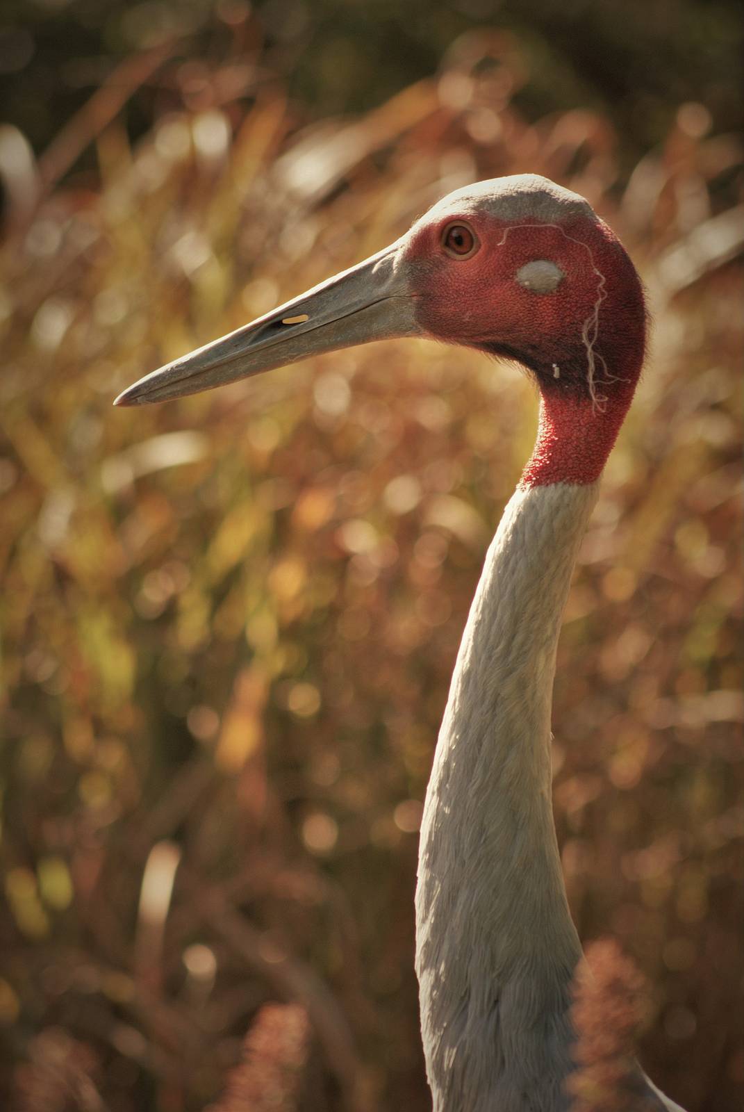 Sarus crane