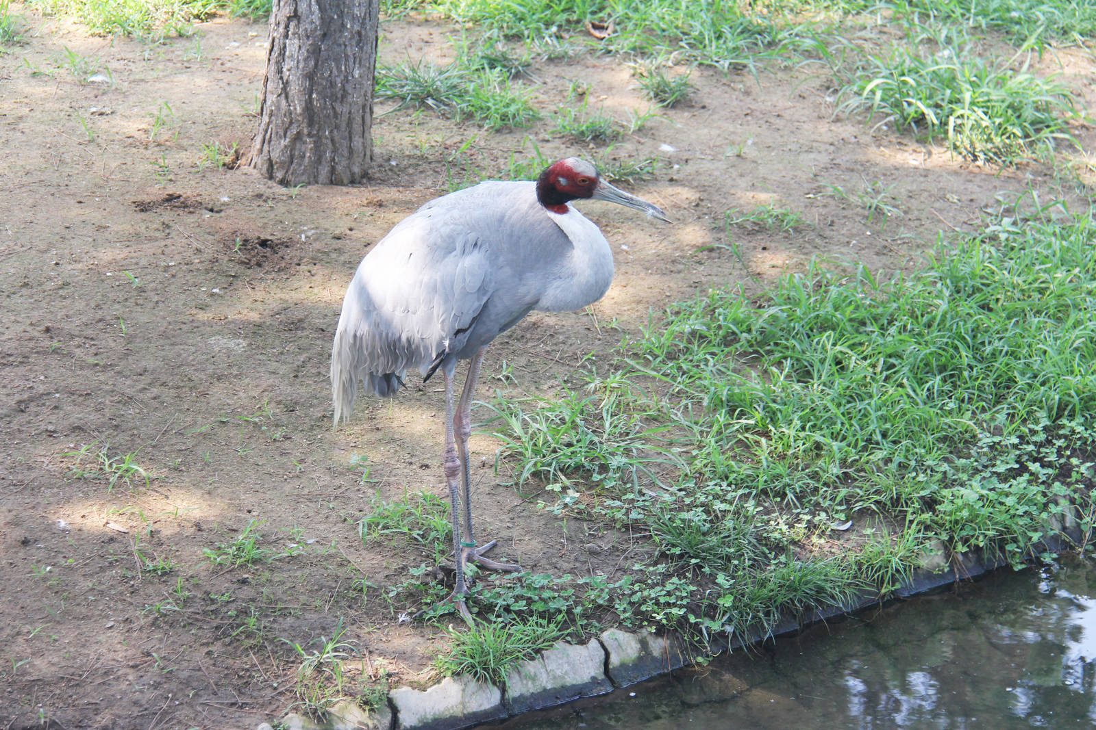 Sarus crane