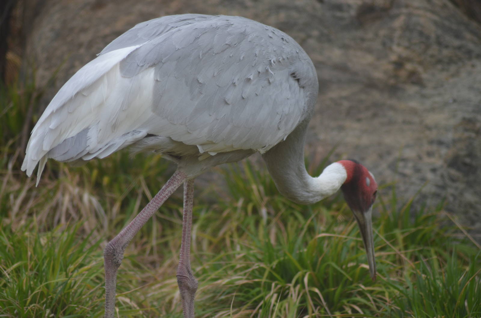 Sarus Crane