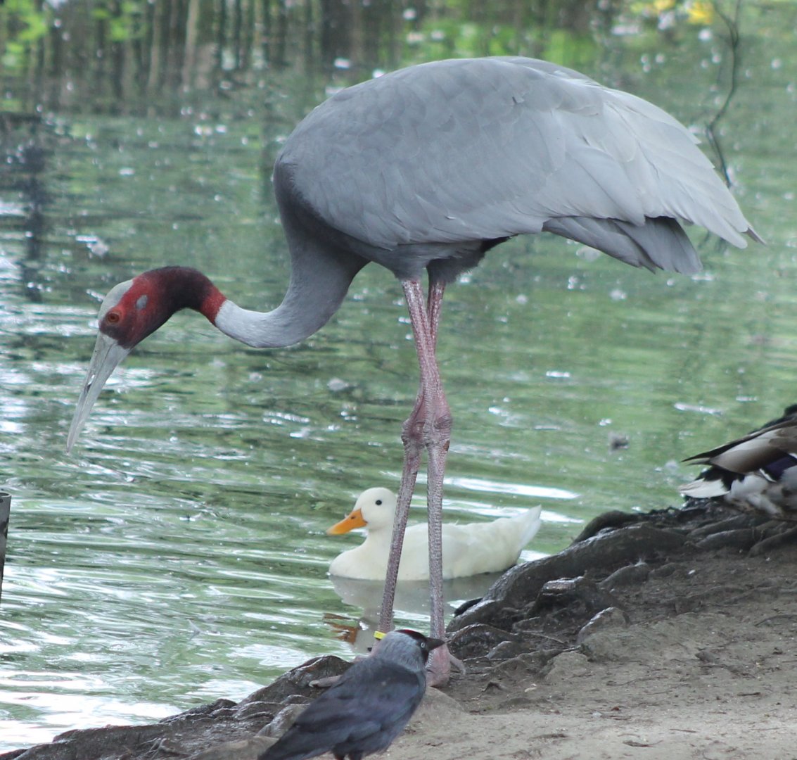 Sarus crane