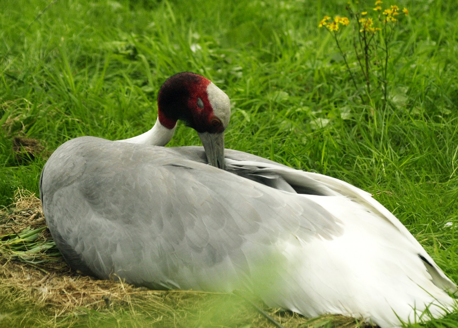 Sarus crane