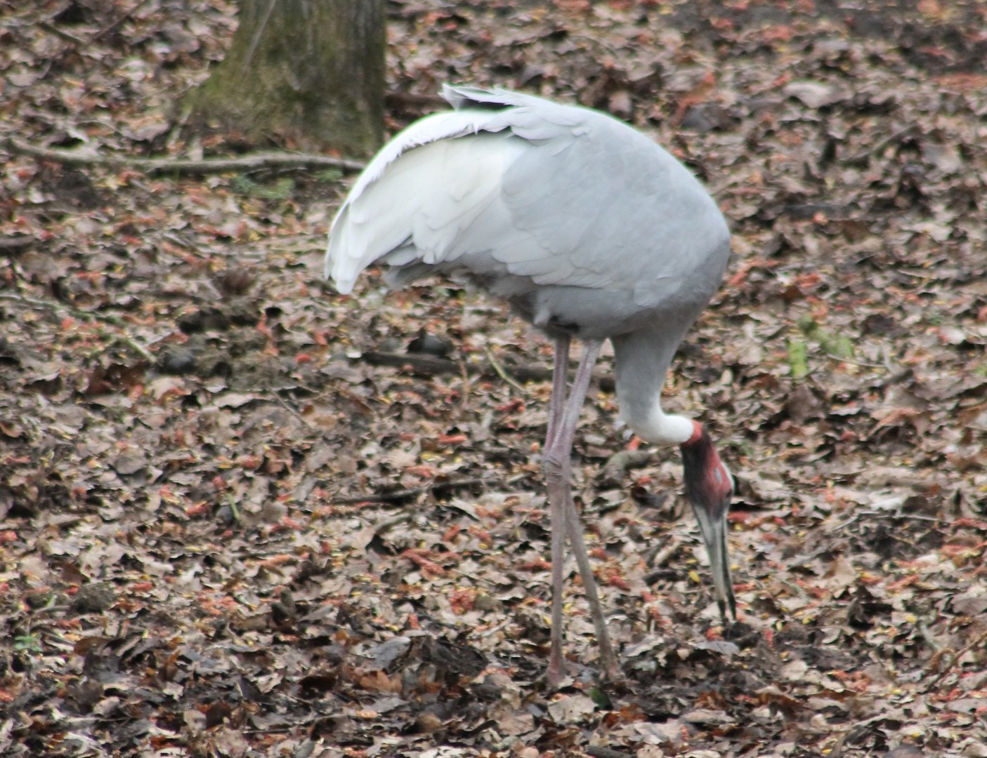 Sarus crane