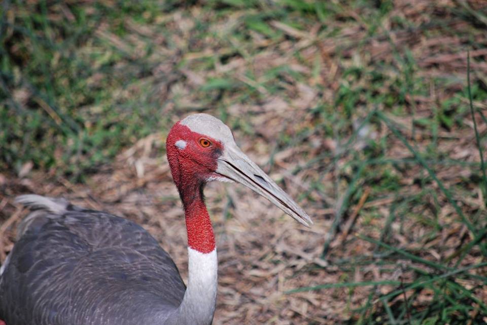 Sarus Crane