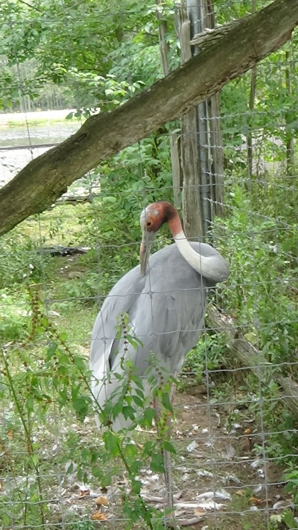 Sarus crane